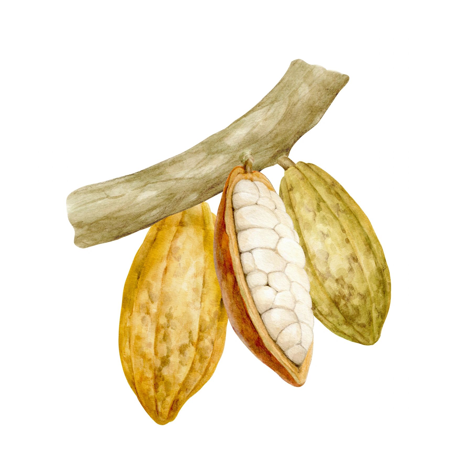 Frutos de cacao en una rama, ilustración acuarela